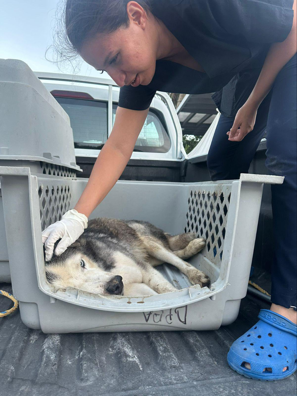 Maltrato animal en Cancún: Husky pierde la vida por presunto abandono y desnutrición, tras ser rescatado de un domicilio en la SM 222