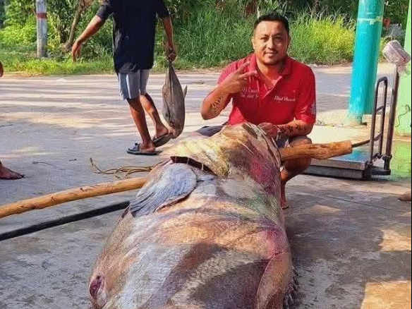 Pescadores de Tabasco logran capturar a una cherna gigante de 290 kilos   