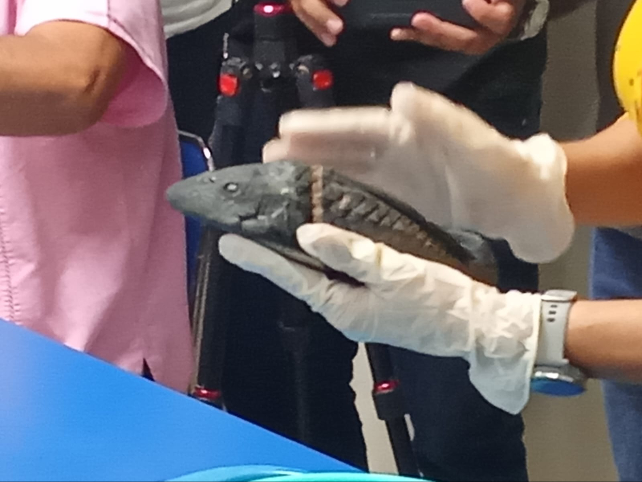 Pez diablo, una amenaza para el sur de Quintana Roo