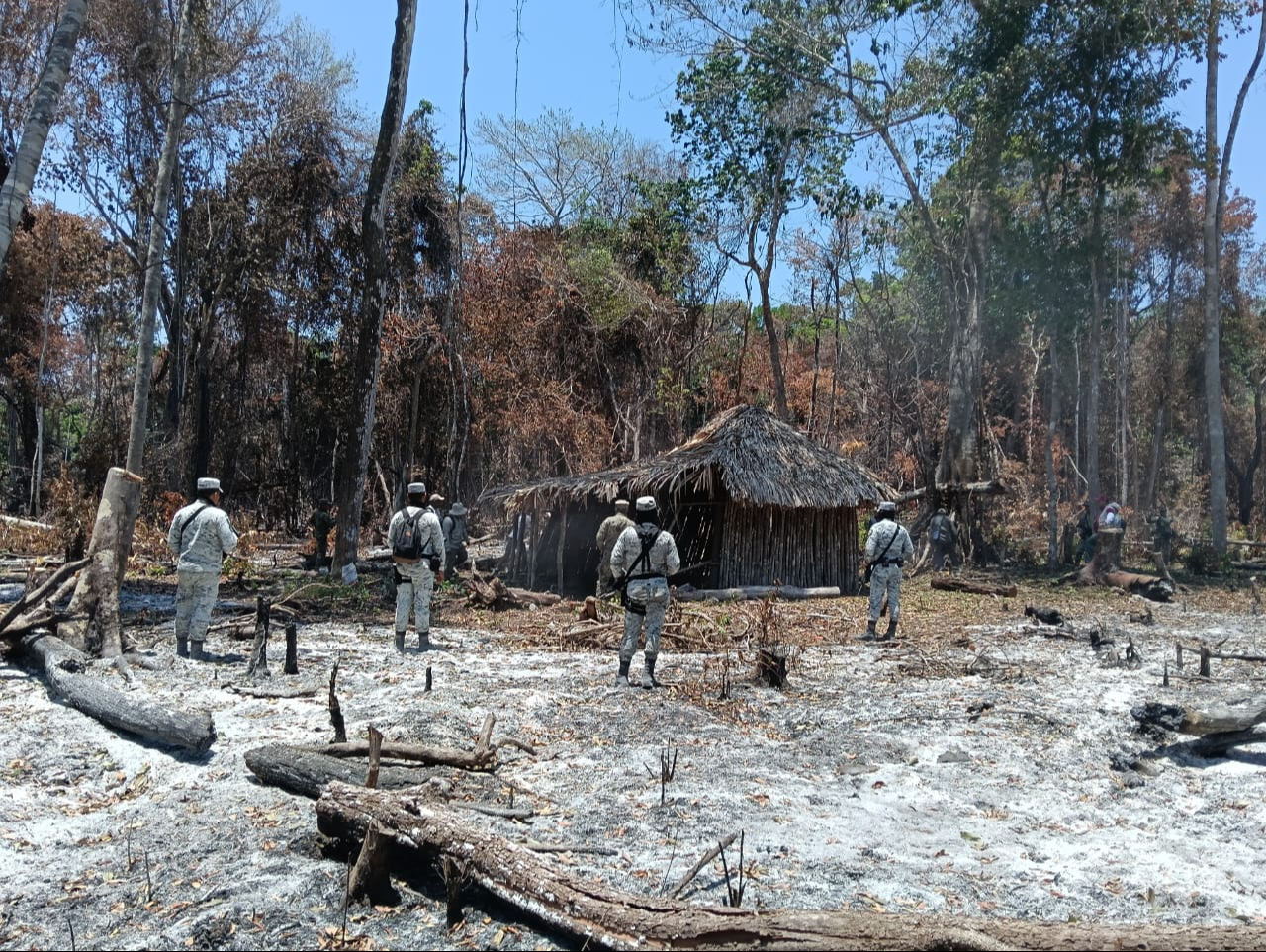 Operativo desmantela invasión ilegal en ANP de Balam Kú Operativo desmantela invasión ilegal en ANP de Balam Kú