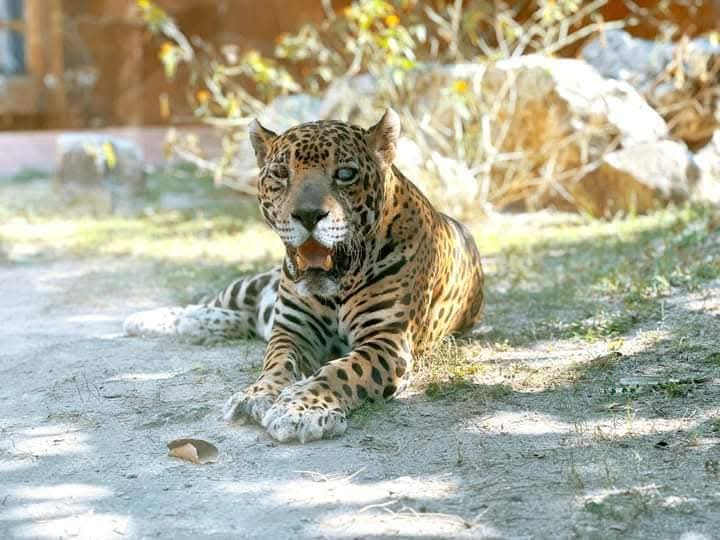 El jaguar “Bebo” recibió adecuaciones en su hábitat para mejorar circulación de aire y reducir el impacto del sol. El jaguar “Bebo” recibió adecuaciones en su hábitat para mejorar circulación de aire y reducir el impacto del sol.