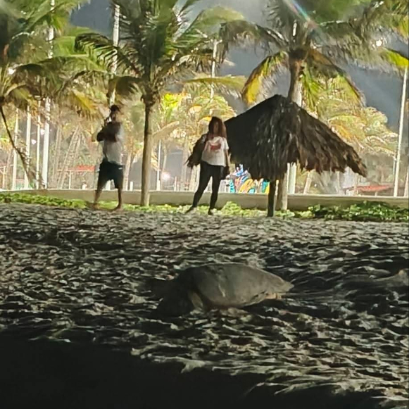 La tortuga Carey intentó desovar en cuatro ocasiones y fue imposible.