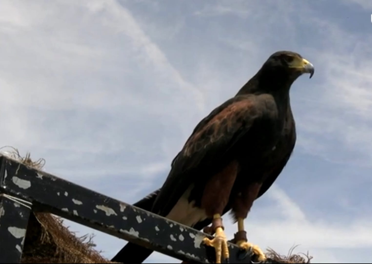 Águilas de harris, las guardianas del Aeropuerto Internacional de Mérida 