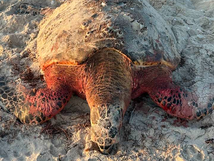Denuncian presunto ataque de perros ferales a tortuga marina en Telchac Puerto 