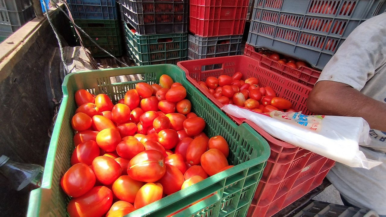 Aunque esta vez rindió el cultivo de tomate, el precio cayó a 8 pesos por kilogramo Aunque esta vez rindió el cultivo de tomate, el precio cayó a 8 pesos por kilogramo
