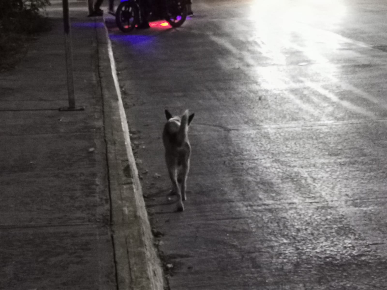 El canino sufrió de un golpe, sin embargo siguió deambulando por el área. El canino sufrió de un golpe, sin embargo siguió deambulando por el área.