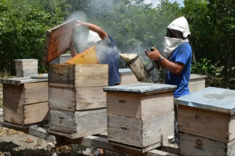 El Gobierno federal reducirá el uso de 35 plaguicidas que causan mortandad de abejas El Gobierno federal reducirá el uso de 35 plaguicidas que causan mortandad de abejas