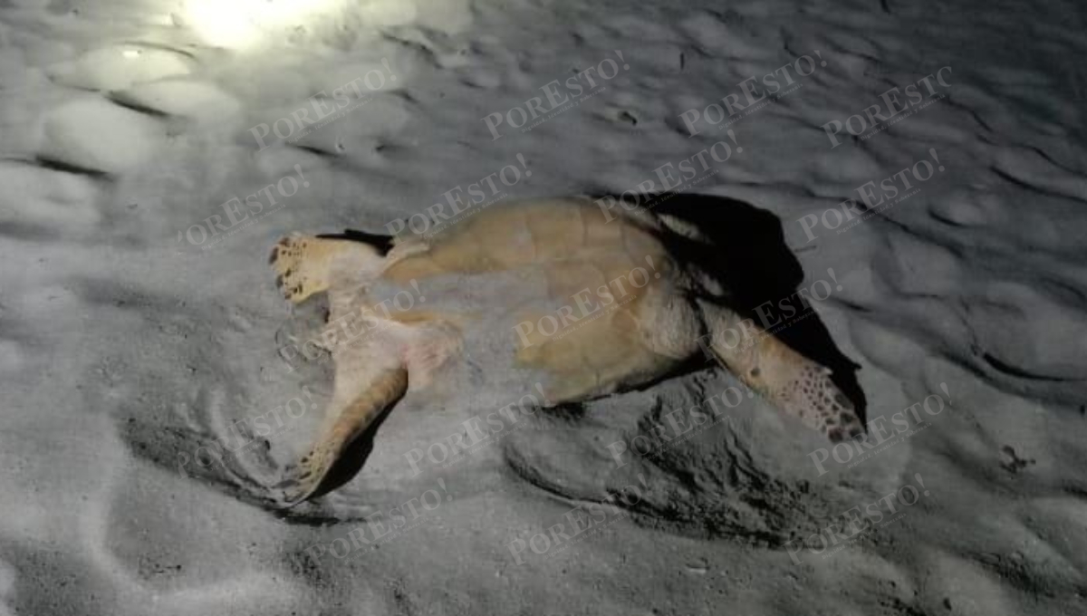 Intentan robar tortuga carey en Tierra y Libertad de Ciudad del Carmen