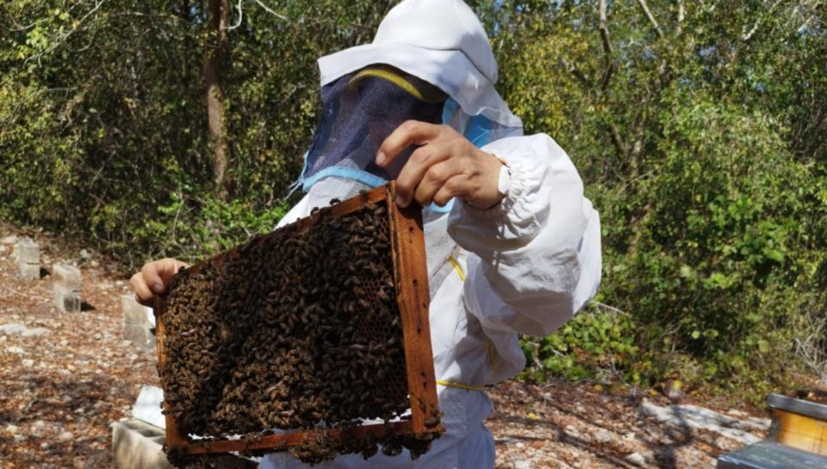 Calor deja estragos en las colmenas de los apicultores de Yucatán
