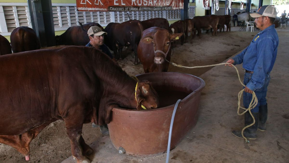 A pesar de la reducción en los nuevos casos de gusano barrenador, México aún enfrenta desafíos A pesar de la reducción en los nuevos casos de gusano barrenador, México aún enfrenta desafíos