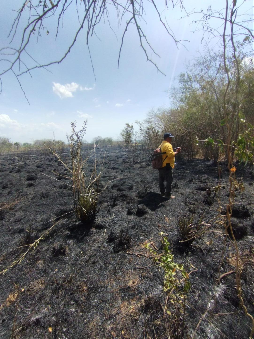 Abejas y fauna silvestre mueren por incendio en terreno de cooperativa