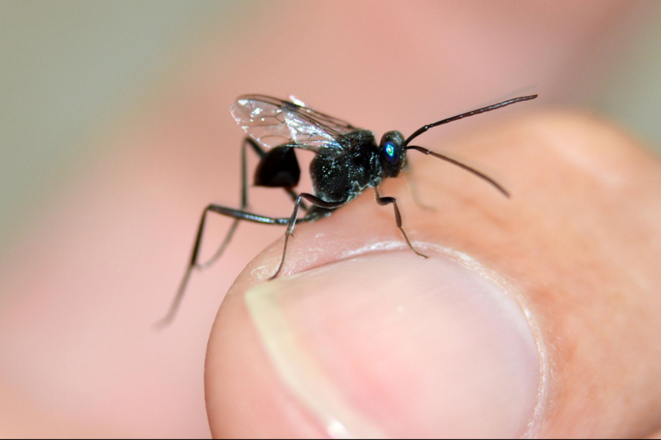 La Evania appendigaster es una avispa solitaria presente en Campeche