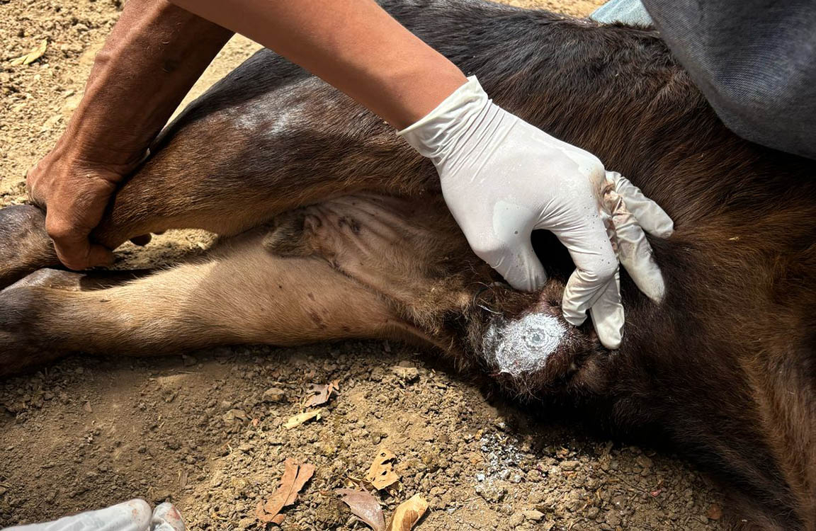 Campeche en alerta epidemiológica por brote de gusano barrenador en humanos