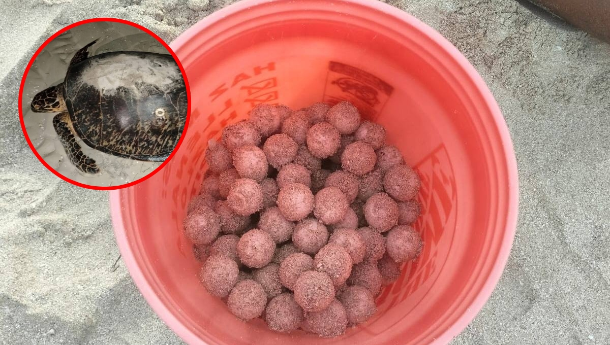Decenas de huevos fueron resguardados por personal especializado