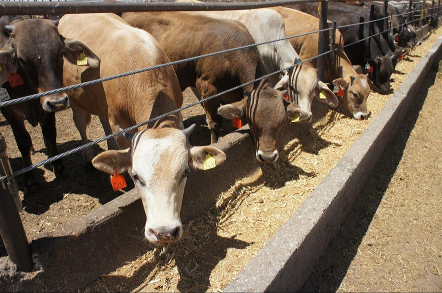 Incrementa a 34 casos de miasis por gusano barrenador en Quintana Roo