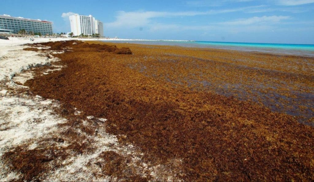 Existe preocupación entre los trabajadores y empresarios que dependen de la buena imagen de las playas Existe preocupación entre los trabajadores y empresarios que dependen de la buena imagen de las playas