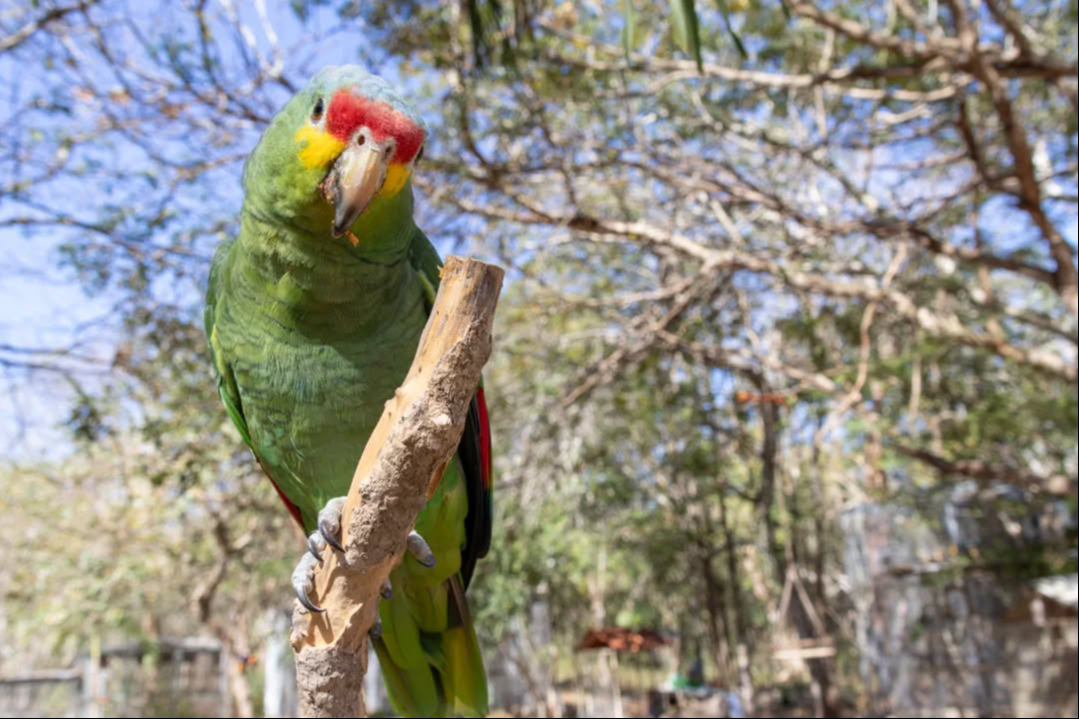 "Los resultados son sorprendentes": Presentarán informe del programa de monitoreo de loros urbanos en Mérida  