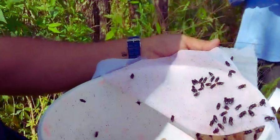 Laboratorio nuclear en Chiapas, clave para frenar el gusano barrenador en Campeche