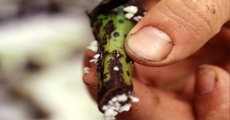 Tratar con el hongo fusarium es una prioridad urgente