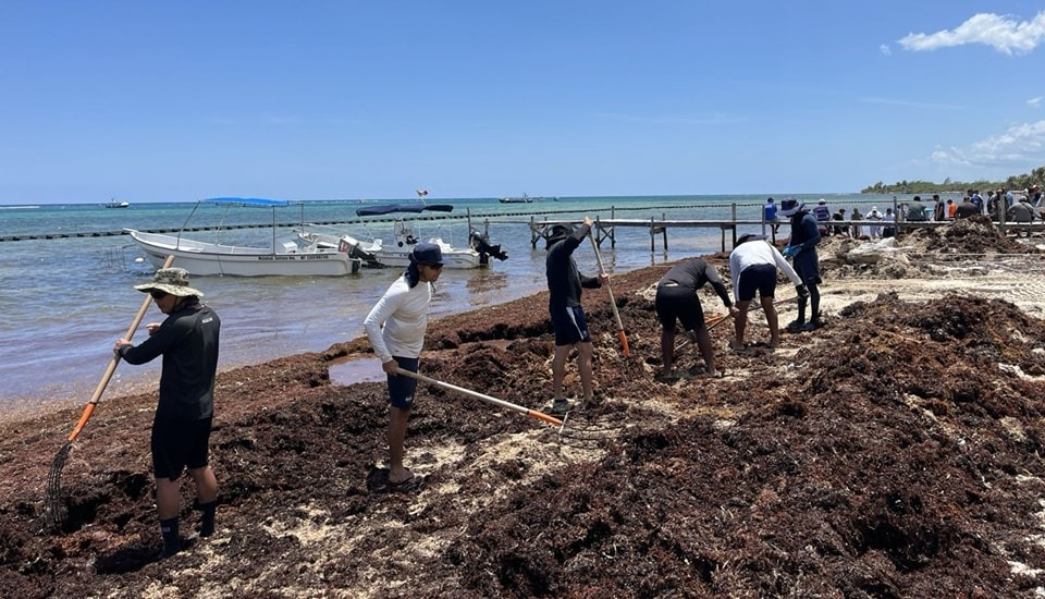 Arribo de sargazo en Mahahual supera los últimos tres años