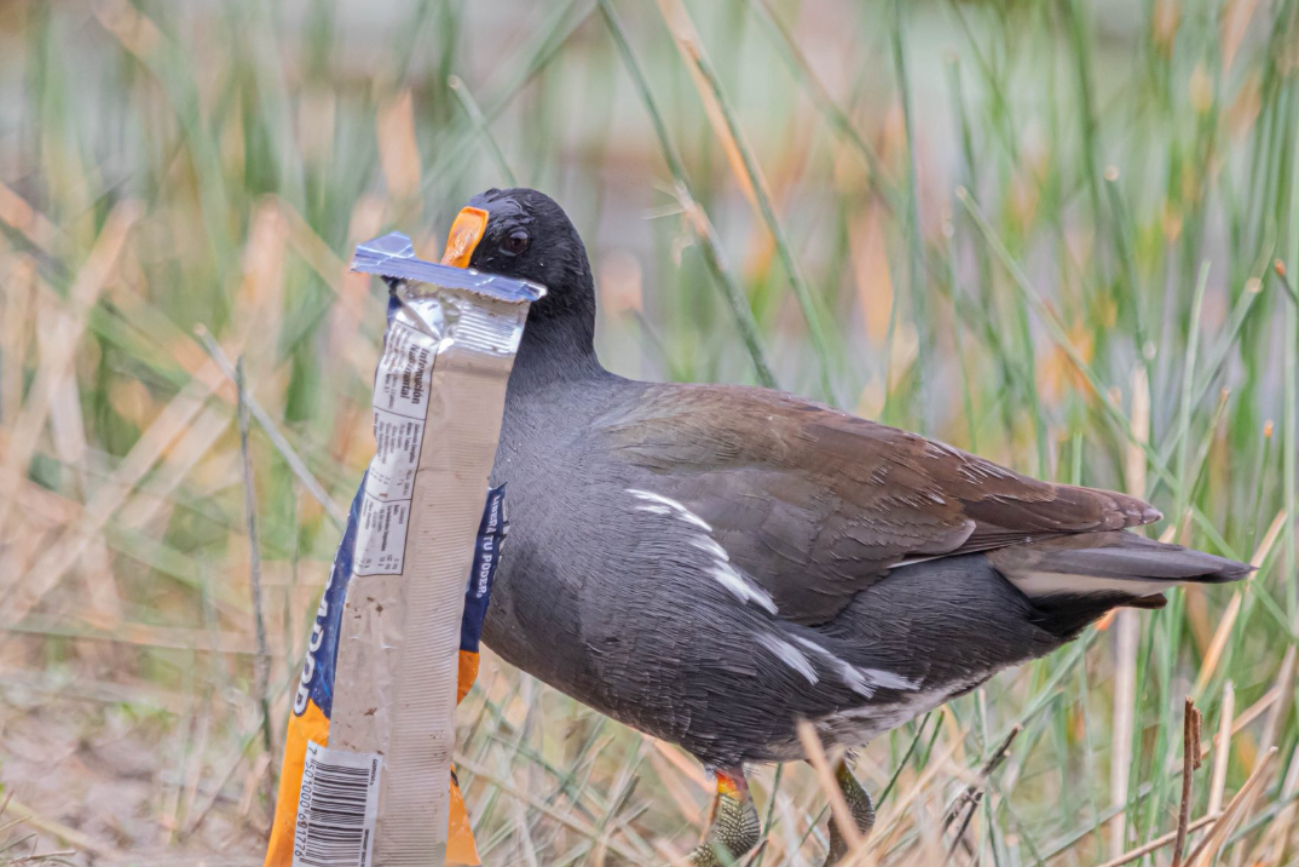 Aves silvestres son captadas alimentándose de basura en un parque de Mérida 