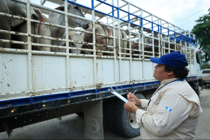 Gusano barrenador ya es un problema social en Campeche 