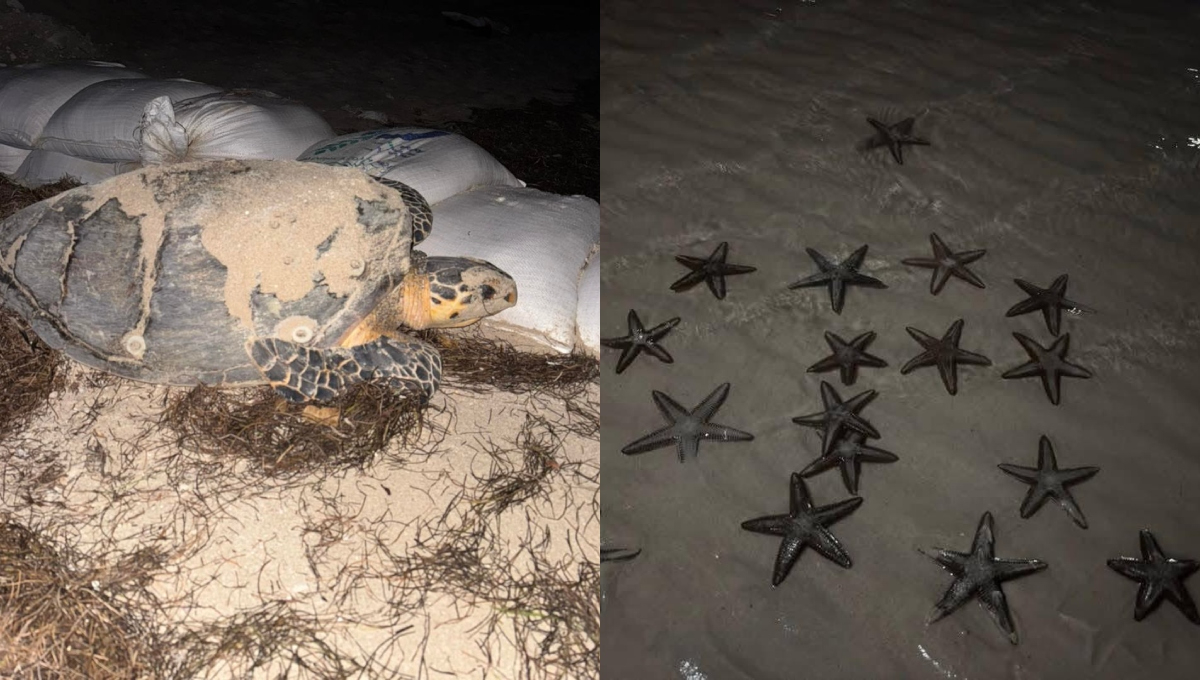 La vaciante marina representa una buena oportunidad para apreciar a la fauna
