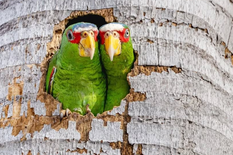 Meridanos emplumados: Siete especies de loros hacen de la capital yucateca su hogar    