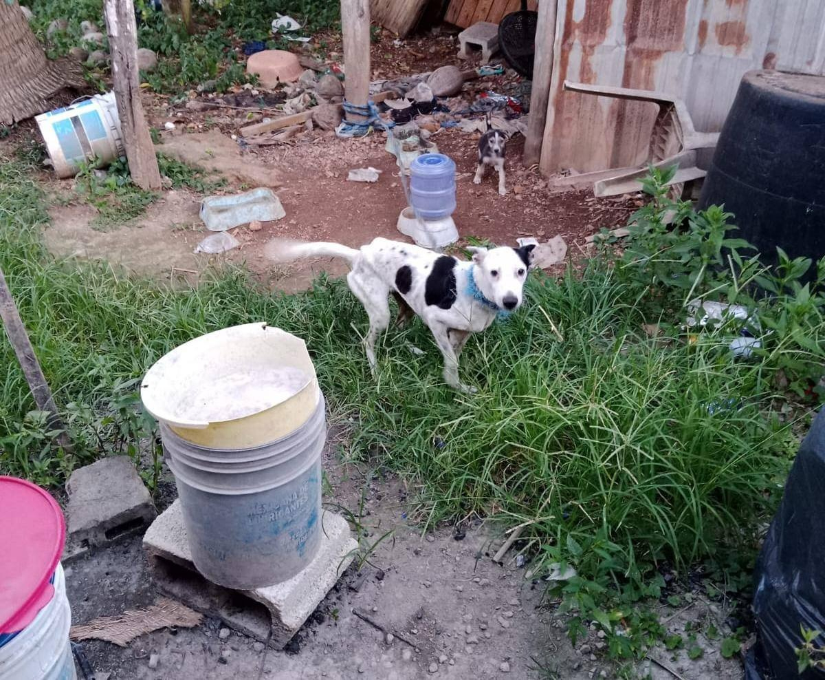 Prolifera maltrato animal en Chetumal