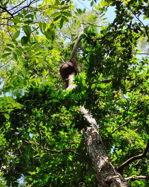 Reportan presencia de abejas africanas en el zoológico de Chetumal