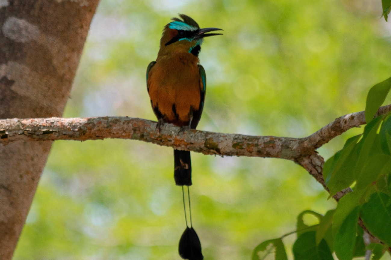   La leyenda del pájaro Toh, el ave sagrada de los mayas, ¿Por qué se asocia con la humildad?   