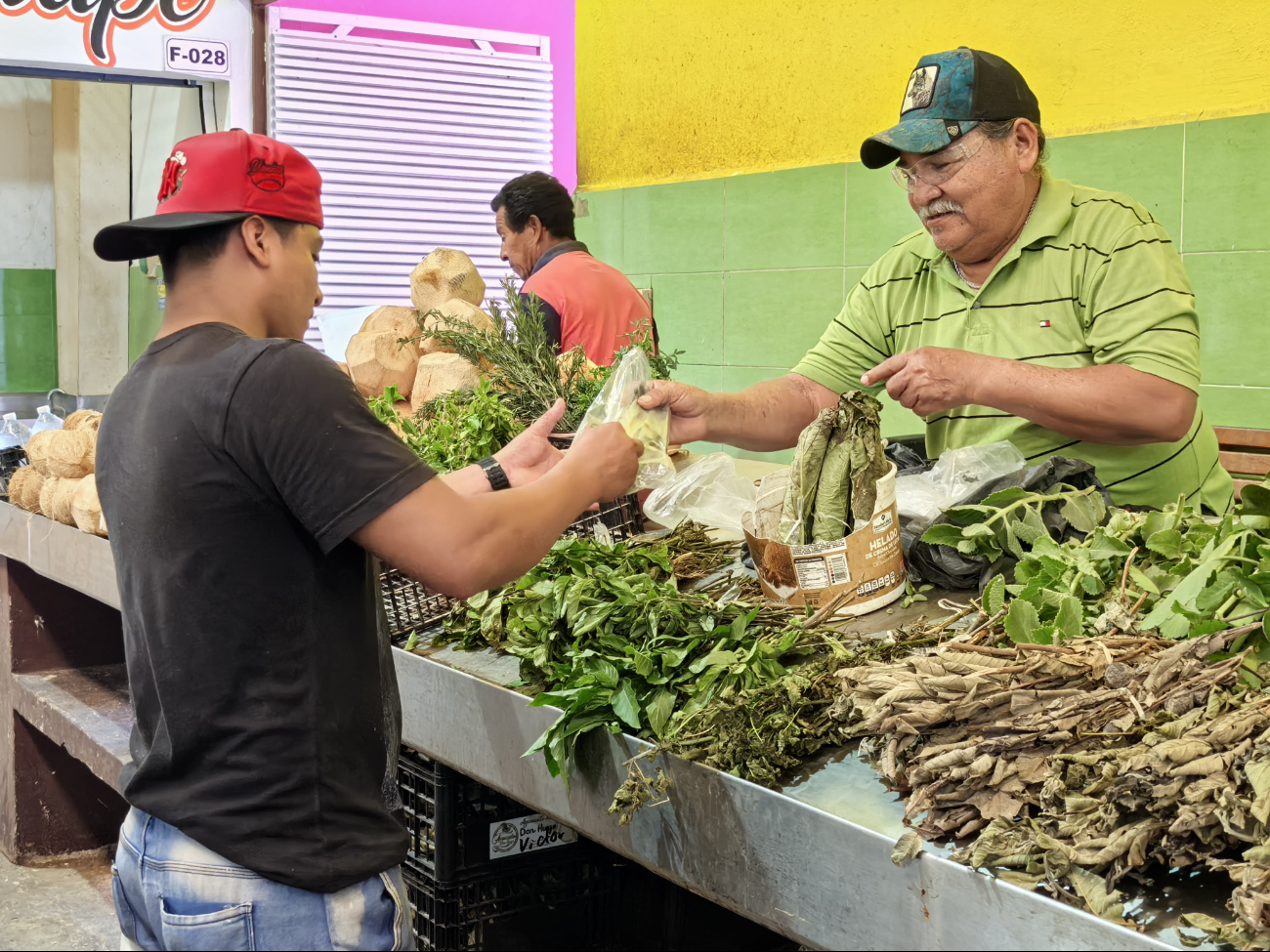 La sequía amenaza el legado de las plantas medicinales en Ciudad del Carmen