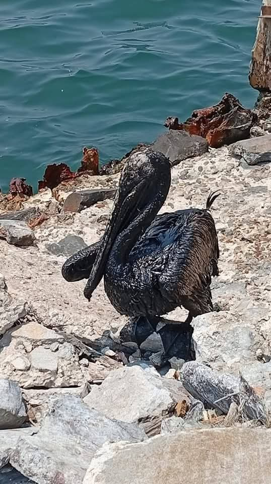Chapopote y peces muertos: crece la alarma por derrame en el Golfo Chapopote y peces muertos: crece la alarma por derrame en el Golfo