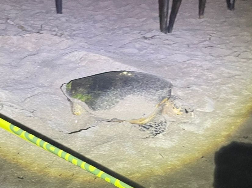Resguardan a tortuga que se encontraba desovando en calles del Chelem 