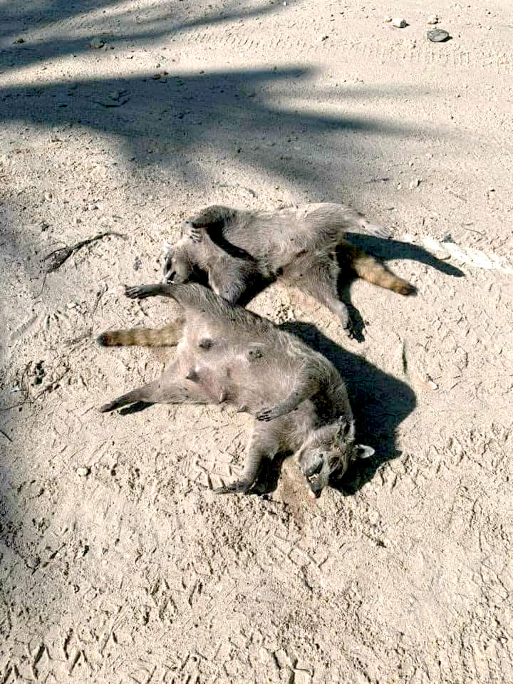 Habitantes piden a las autoridades investigar las muertes de los animales Habitantes piden a las autoridades investigar las muertes de los animales