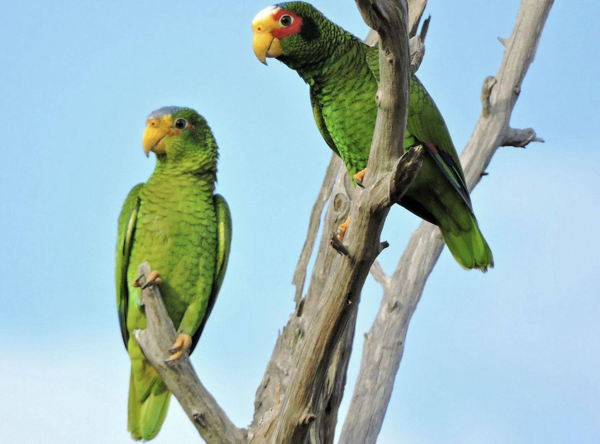 Tala de árboles en Mérida pone en riesgo los nidos de loros silvestres   