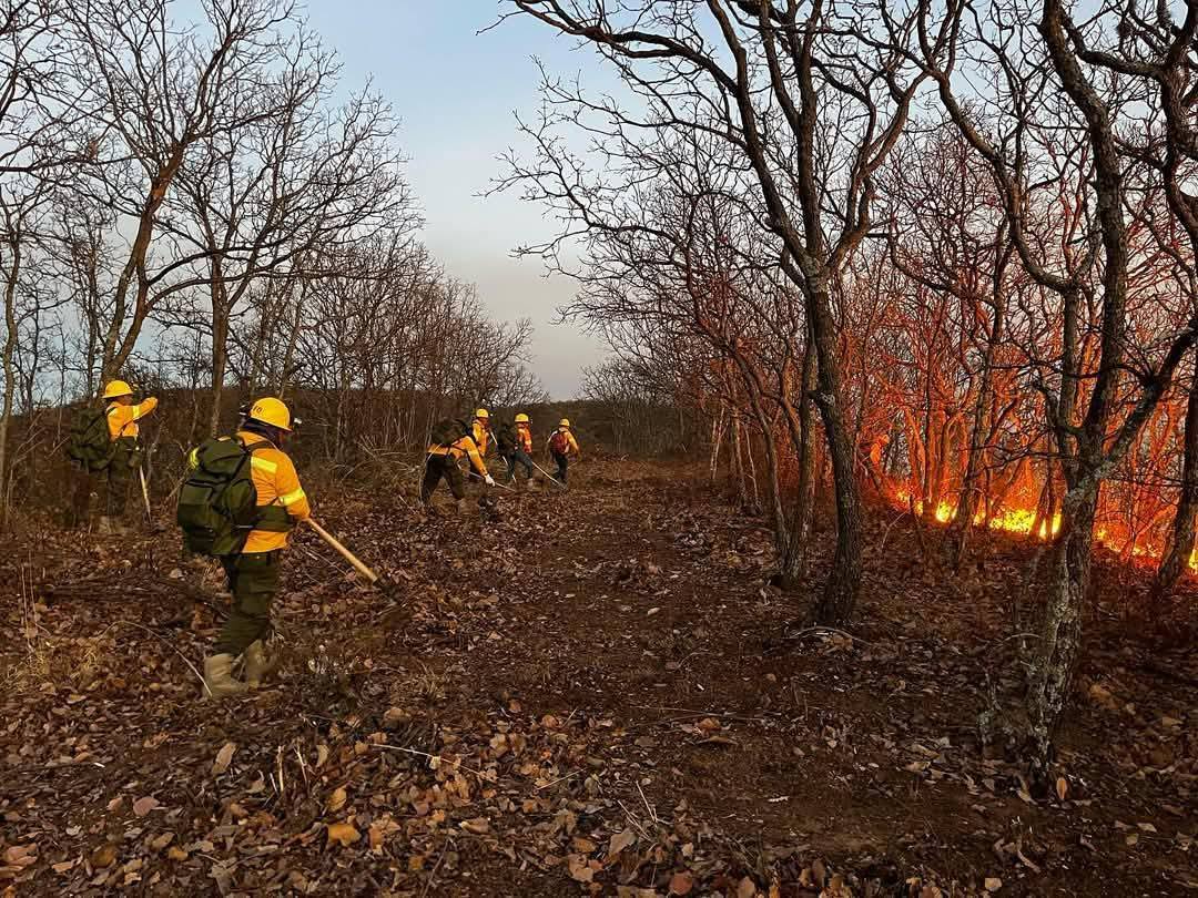 Temporada de incendios en Campeche deja más de 5 mil hectáreas afectadas