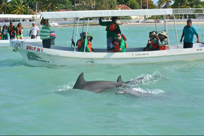 Delfines de la Laguna de Términos, símbolo de la Isla del Carmen Delfines de la Laguna de Términos, símbolo de la Isla del Carmen