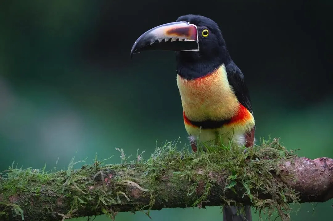 El tucancillo collarejo habita en selvas de la Península de Yucatán, como Calakmul y la Laguna de Términos. El tucancillo collarejo habita en selvas de la Península de Yucatán, como Calakmul y la Laguna de Términos.