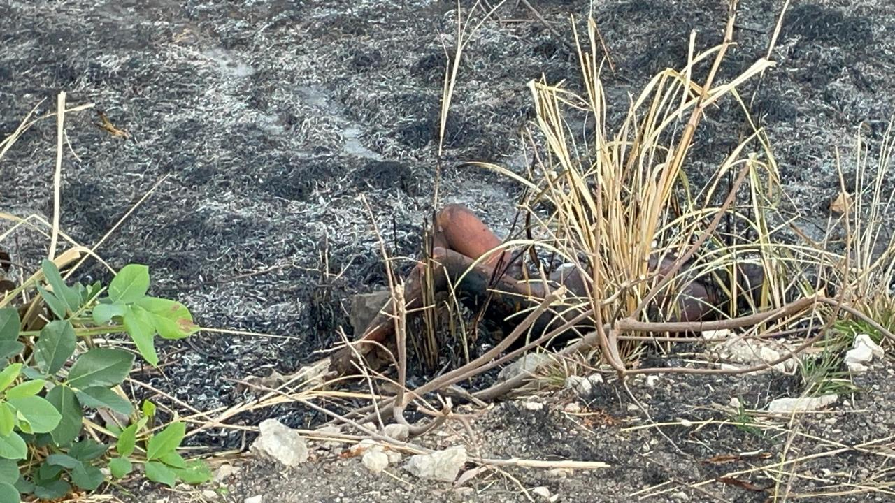 El cuerpo calcinado encontrado a un costado de la carretera Hopelchén-Bolonchén de Rejón presentaba un impacto de bala en la nuca El cuerpo calcinado encontrado a un costado de la carretera Hopelchén-Bolonchén de Rejón presentaba un impacto de bala en la nuca