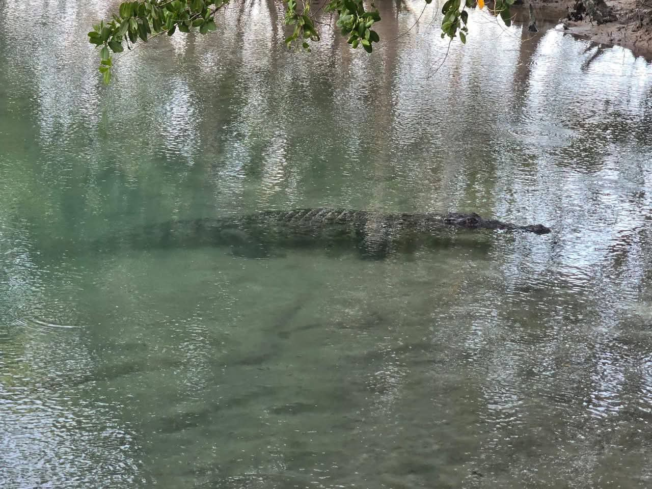 Hombre de mar daba mantenimiento a su lancha en el malecón cuando apareció un saurio Hombre de mar daba mantenimiento a su lancha en el malecón cuando apareció un saurio