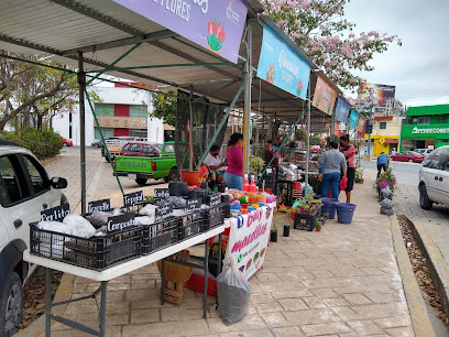 El mercado de plantas es ideal para obsequiar un regalo natural, duradero y con significado. El mercado de plantas es ideal para obsequiar un regalo natural, duradero y con significado.