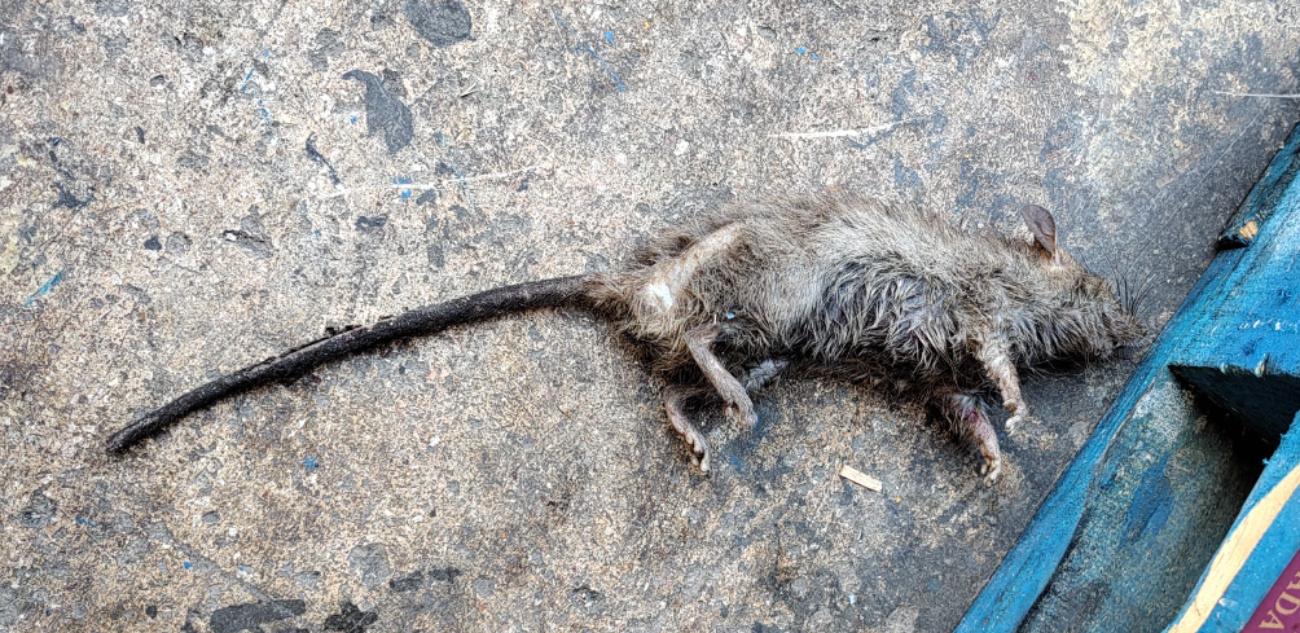 Habría un nido de ratas en la bodega del Chedraui de Las Américas Habría un nido de ratas en la bodega del Chedraui de Las Américas