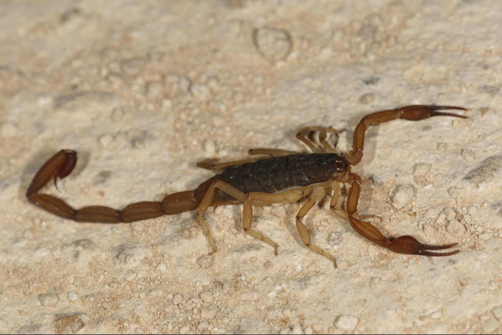 Las picaduras de alacranes son de importancia médica Las picaduras de alacranes son de importancia médica