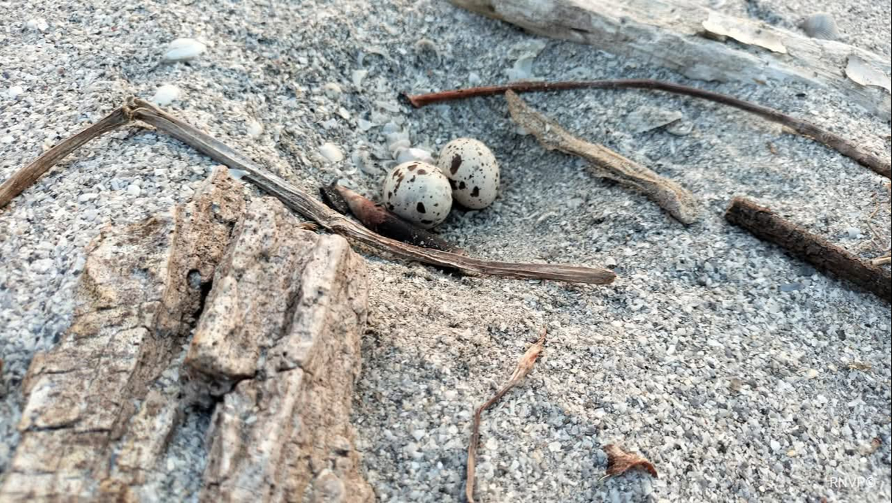 Playa Norte se llena de vida: charrán mínimo adelanta su ciclo reproductivo Playa Norte se llena de vida: charrán mínimo adelanta su ciclo reproductivo