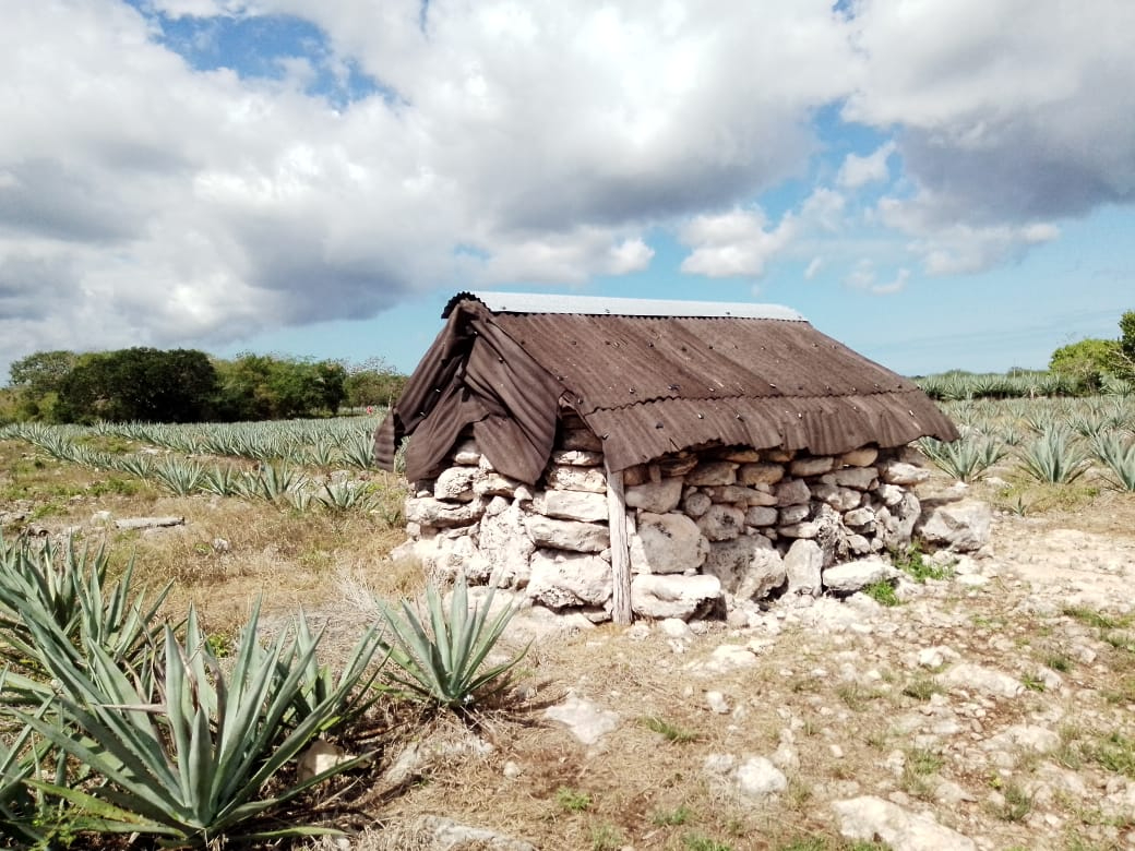 Aparentemente los aluxes se forman con maíz o barro, además de la sangre de su amo. Aparentemente los aluxes se forman con maíz o barro, además de la sangre de su amo.