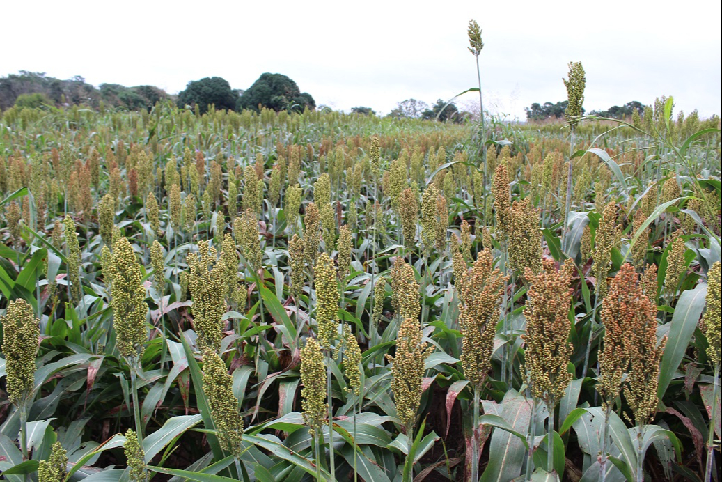 Productores acusan lucro con programa Fertilizantes para el Bienestar Productores acusan lucro con programa Fertilizantes para el Bienestar