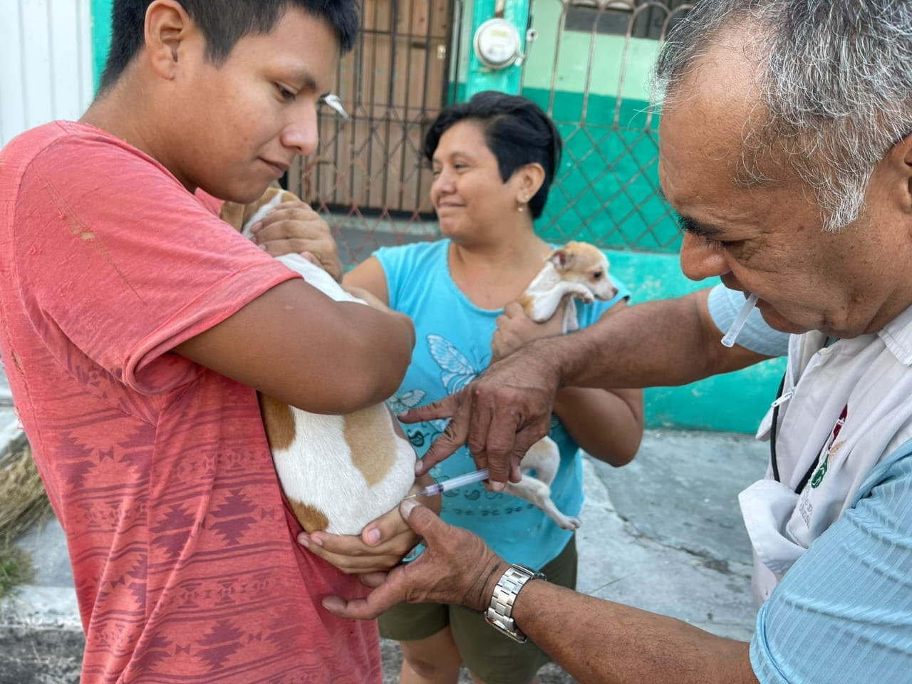 Campeche sigue libre de rabia: Van más de 45 mil mascotas vacunadas este 2025