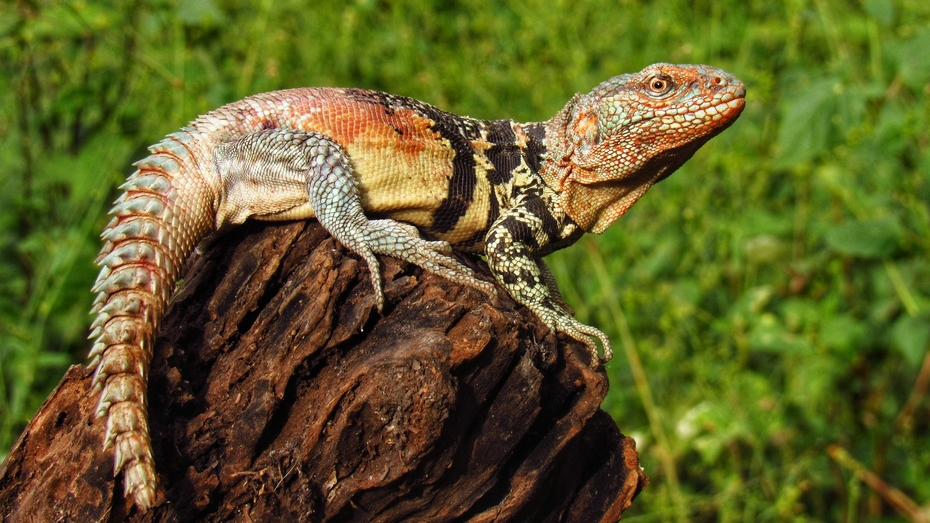 La iguana yucateca de cola espinosa es amenazada por la pérdida de hábitat y el comercio ilegal de especies La iguana yucateca de cola espinosa es amenazada por la pérdida de hábitat y el comercio ilegal de especies