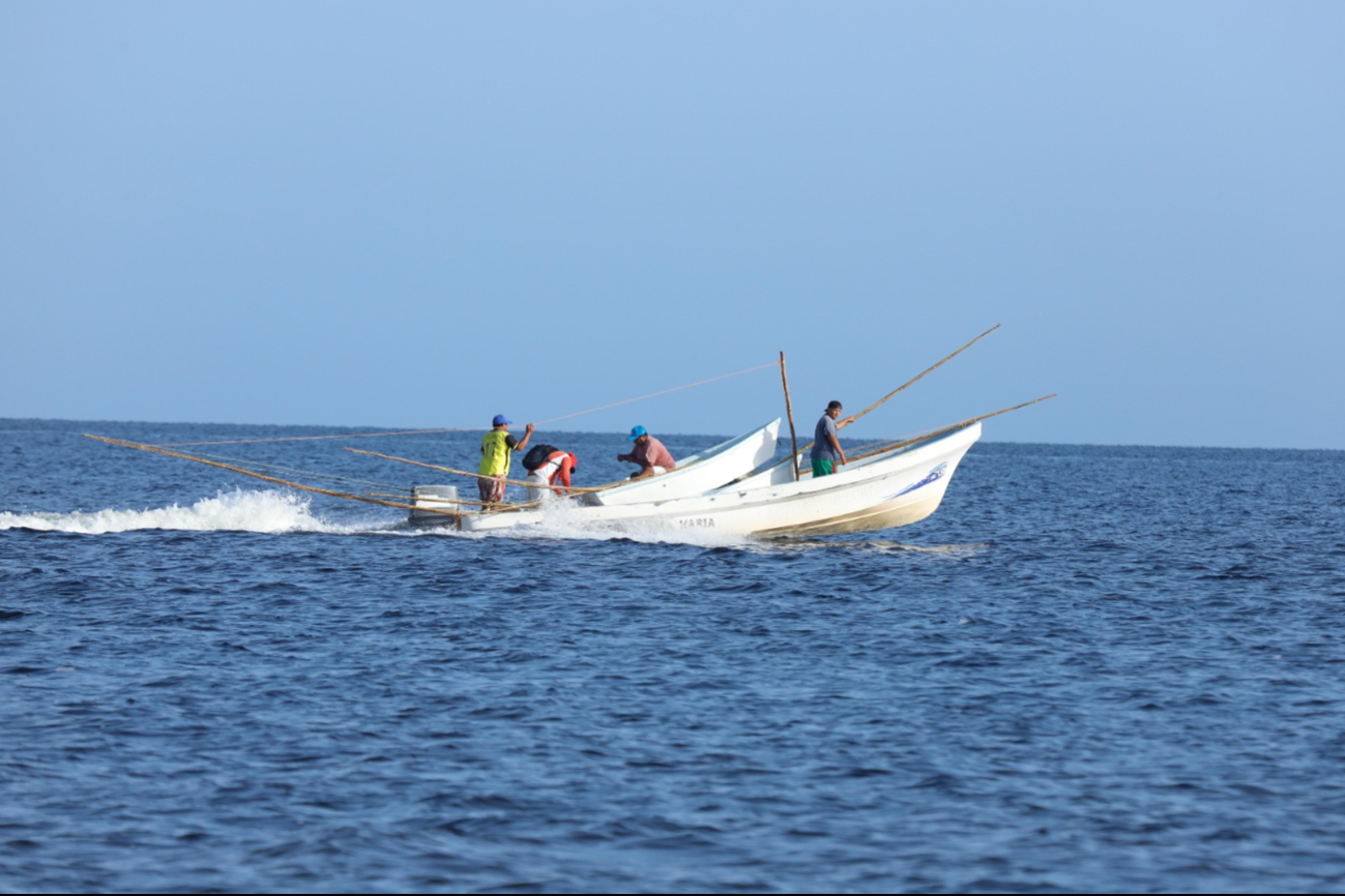 Captura de mero disminuye por el calor en Yucatán; Canainpesca reporta cifras por debajo de lo esperado  